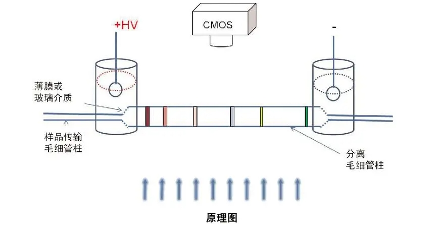 高压放大器应用领域分享:介电电泳(DEP)技术的具体应用 高压放大器应用领域分享:介电电泳(DEP)技术的具体应用